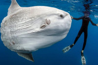 [ẢNH] Top 8 loài động vật “hiếm có, khó tìm” trên thế giới