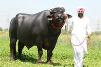 [ẢNH] Chiêm ngưỡng những con vật có giá đắt đỏ nhất hành tinh