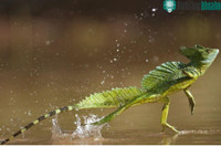 [ẢNH] Top 8 loài động vật sở hữu “năng lực” đặc biệt đến khó tin