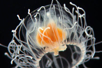 [ẢNH] Top 8 loài động vật sở hữu “năng lực” đặc biệt đến khó tin