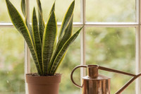 [ẢNH] Những loại cây xanh tuyệt vời nên trồng trong phòng ngủ