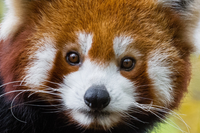 [ẢNH] Top 8 loài động vật “hiếm có, khó tìm” trên thế giới