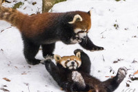 [ẢNH] Top 8 loài động vật “hiếm có, khó tìm” trên thế giới