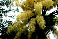 [ẢNH] Điểm danh những loài cây 