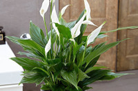 [ẢNH] Những loại cây xanh tuyệt vời nên trồng trong phòng ngủ