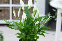 [ẢNH] Những loại cây xanh tuyệt vời nên trồng trong phòng ngủ