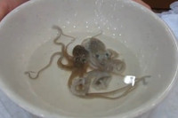 [ẢNH] Những món ăn tươi sống được yêu thích trên thế giới