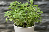 [ẢNH] Những loại cây xanh tuyệt vời nên trồng trong phòng ngủ