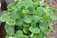 [ẢNH] Những loại cây xanh tuyệt vời nên trồng trong phòng ngủ