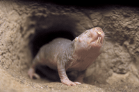 [ẢNH] Top 8 loài động vật sở hữu “năng lực” đặc biệt đến khó tin