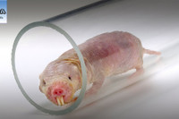 [ẢNH] Top 8 loài động vật sở hữu “năng lực” đặc biệt đến khó tin