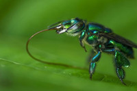 [ẢNH] Loài ong phong lưu bậc nhất: Vừa đỏm dáng vừa sực nức mùi thơm 