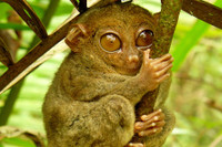 [ẢNH] Top 8 loài động vật “hiếm có, khó tìm” trên thế giới