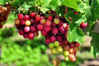 [ẢNH] Những loại trái cây mà người đang giảm cân nên tránh 