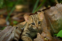 [ẢNH] Top 8 loài động vật “hiếm có, khó tìm” trên thế giới