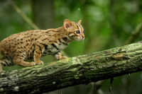 [ẢNH] Top 8 loài động vật “hiếm có, khó tìm” trên thế giới