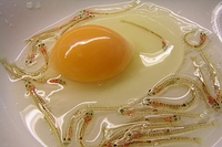 [ẢNH] Những món ăn tươi sống được yêu thích trên thế giới