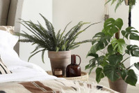 [ẢNH] Những loại cây xanh tuyệt vời nên trồng trong phòng ngủ