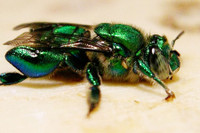 [ẢNH] Loài ong phong lưu bậc nhất: Vừa đỏm dáng vừa sực nức mùi thơm 