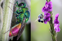 [ẢNH] Loài ong phong lưu bậc nhất: Vừa đỏm dáng vừa sực nức mùi thơm 