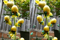 [ẢNH] Loài ong phong lưu bậc nhất: Vừa đỏm dáng vừa sực nức mùi thơm 