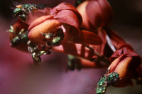 [ẢNH] Loài ong phong lưu bậc nhất: Vừa đỏm dáng vừa sực nức mùi thơm 