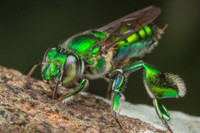 [ẢNH] Loài ong phong lưu bậc nhất: Vừa đỏm dáng vừa sực nức mùi thơm 