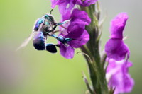 [ẢNH] Loài ong phong lưu bậc nhất: Vừa đỏm dáng vừa sực nức mùi thơm 