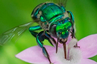 [ẢNH] Loài ong phong lưu bậc nhất: Vừa đỏm dáng vừa sực nức mùi thơm 