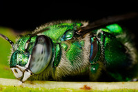 [ẢNH] Loài ong phong lưu bậc nhất: Vừa đỏm dáng vừa sực nức mùi thơm 