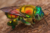 [ẢNH] Loài ong phong lưu bậc nhất: Vừa đỏm dáng vừa sực nức mùi thơm 