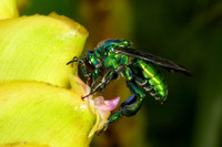 [ẢNH] Loài ong phong lưu bậc nhất: Vừa đỏm dáng vừa sực nức mùi thơm 