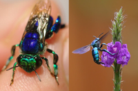 [ẢNH] Loài ong phong lưu bậc nhất: Vừa đỏm dáng vừa sực nức mùi thơm 