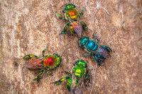 [ẢNH] Loài ong phong lưu bậc nhất: Vừa đỏm dáng vừa sực nức mùi thơm 