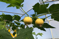 [ẢNH] Lạc vào thế giới tí hon với loạt rau củ quả có kích cỡ siêu nhỏ