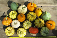 [ẢNH] Lạc vào thế giới tí hon với loạt rau củ quả có kích cỡ siêu nhỏ