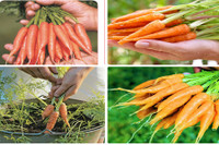 [ẢNH] Lạc vào thế giới tí hon với loạt rau củ quả có kích cỡ siêu nhỏ