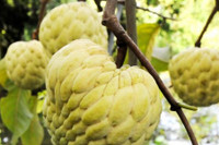 [ẢNH] Những loại trái cây mà người đang giảm cân nên tránh 