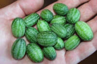 [ẢNH] Lạc vào thế giới tí hon với loạt rau củ quả có kích cỡ siêu nhỏ