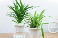 [ẢNH] Những loại cây xanh tuyệt vời nên trồng trong phòng ngủ