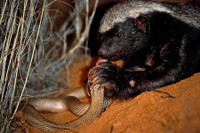 [ẢNH] Top 8 loài động vật sở hữu “năng lực” đặc biệt đến khó tin