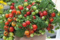 [ẢNH] Lạc vào thế giới tí hon với loạt rau củ quả có kích cỡ siêu nhỏ