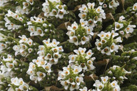 [ẢNH] Điểm danh những loài cây 