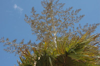 [ẢNH] Điểm danh những loài cây 