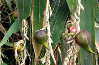 [ẢNH] Điểm danh những loài cây 