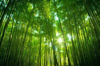 [ẢNH] Điểm danh những loài cây 