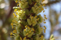 [ẢNH] Điểm danh những loài cây 