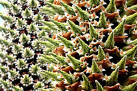 [ẢNH] Điểm danh những loài cây 