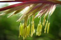 [ẢNH] Điểm danh những loài cây 