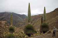 [ẢNH] Điểm danh những loài cây 